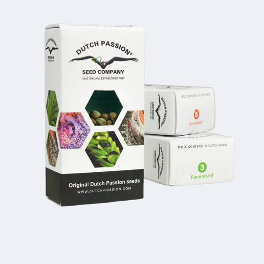 CBD Kush Feminisiert