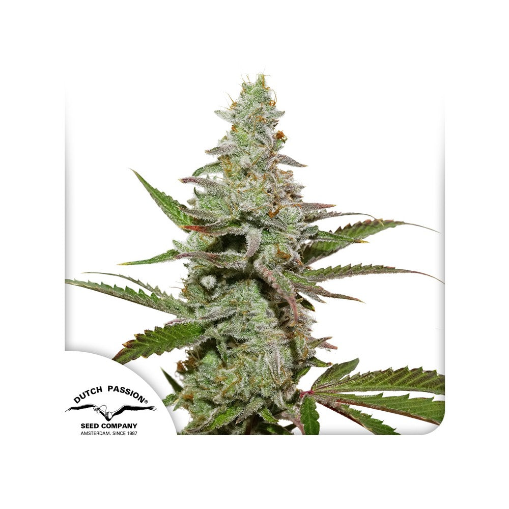 Amsterdam Amnesia Feminisiert