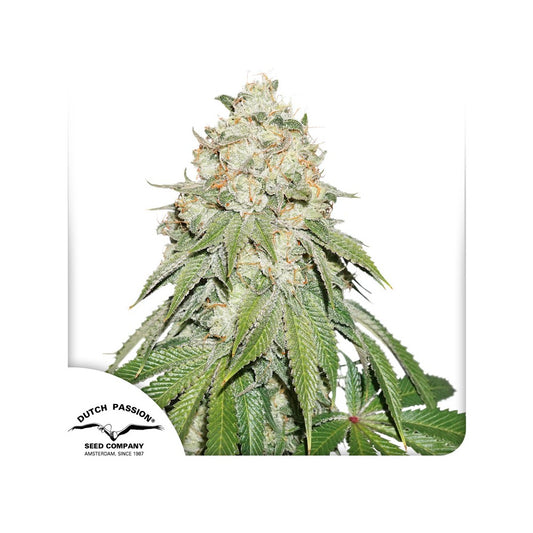 Banana Blaze Feminisiert