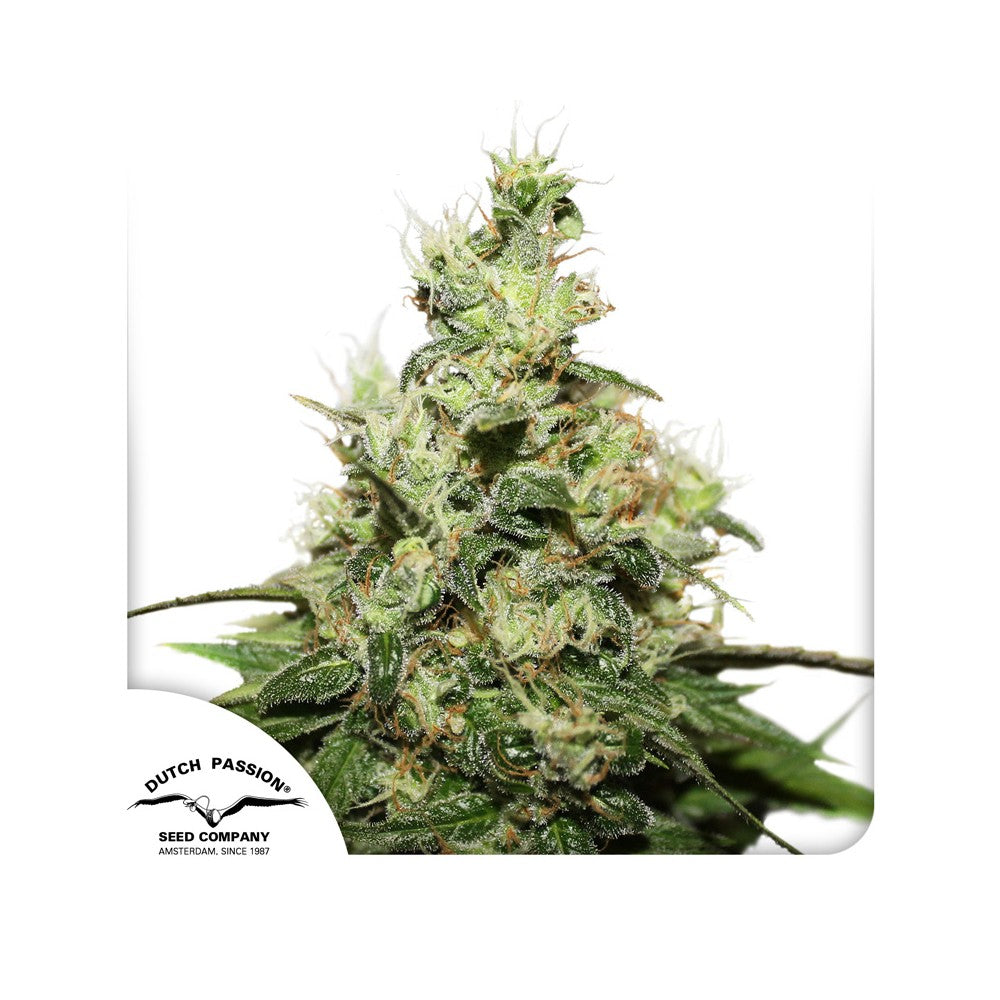 CBD Kush Feminisiert