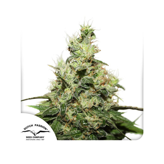 CBD Kush Feminisiert