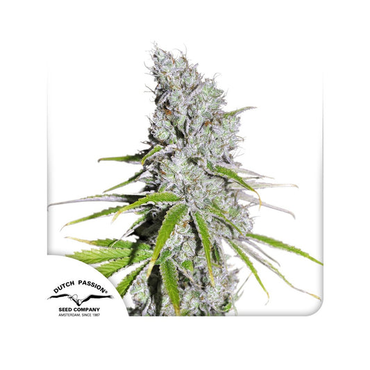 CBD Skunk Haze Feminisiert