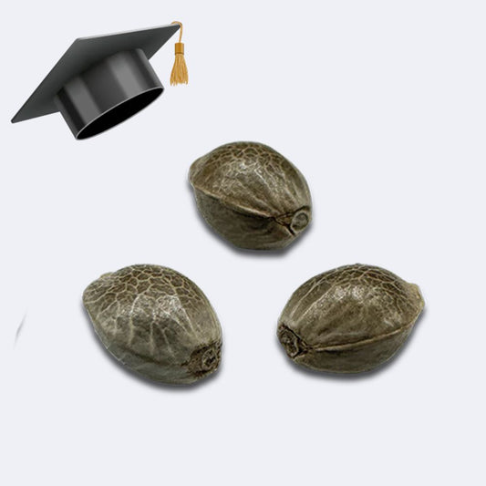 Einsteiger Samen Set Feminisiert