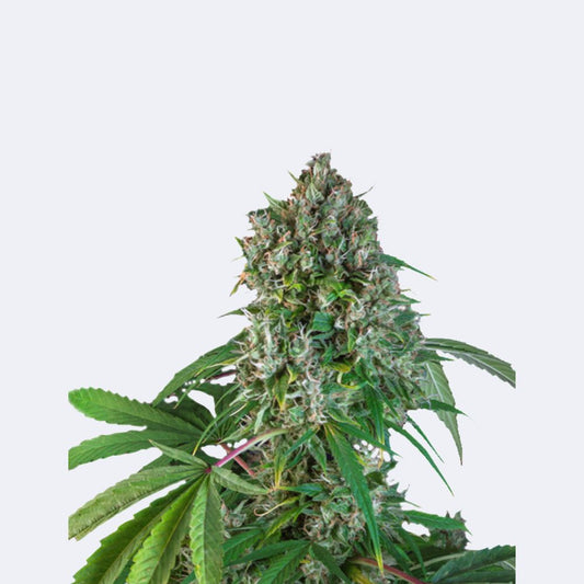 Karel's Herrer Haze Regulär