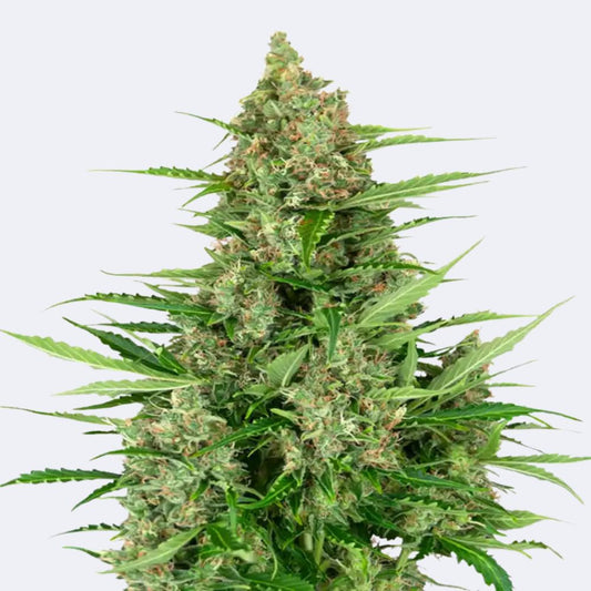 Double Kush Cake | Feminisiert