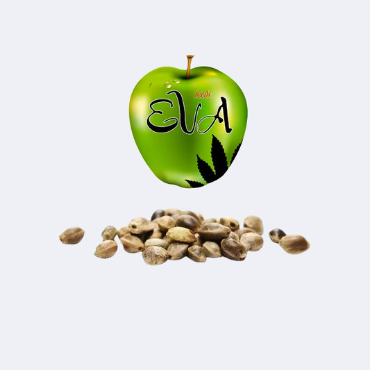 High Level Feminisiert