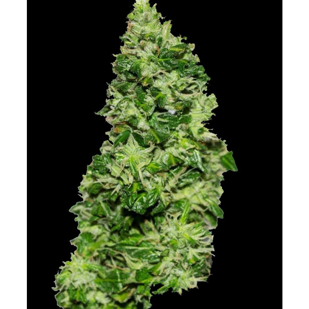 Original Critical Auto