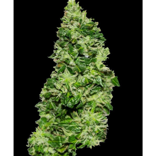 Original Critical Auto