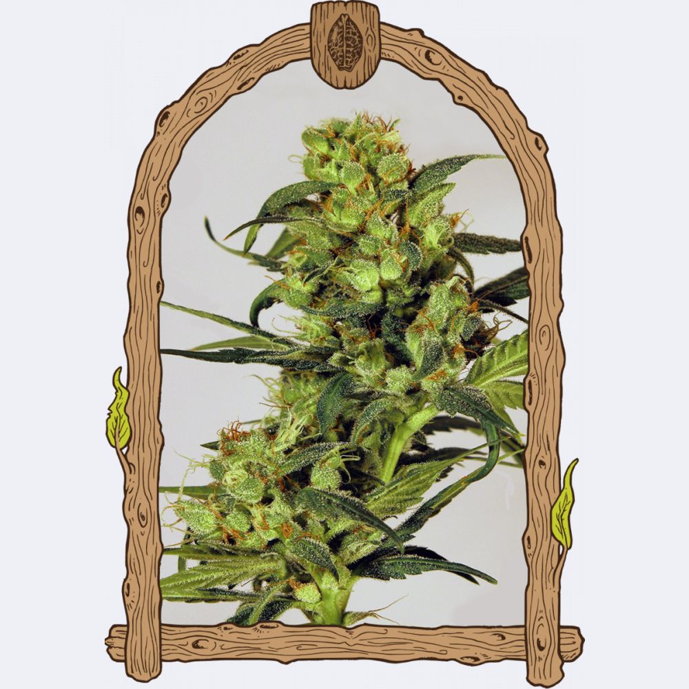 Spicy Bitch Regulär