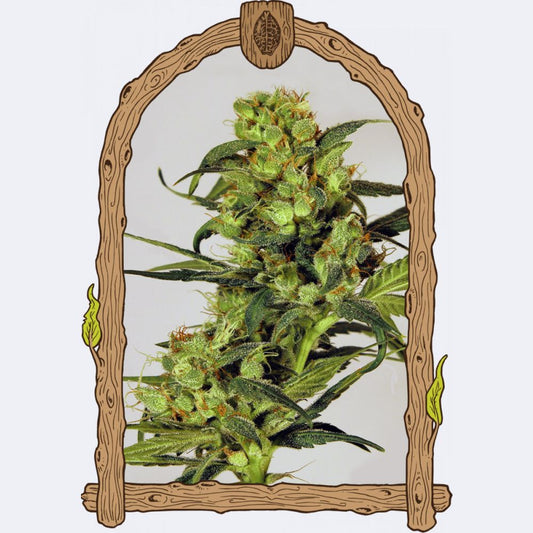 Spicy Bitch Regulär