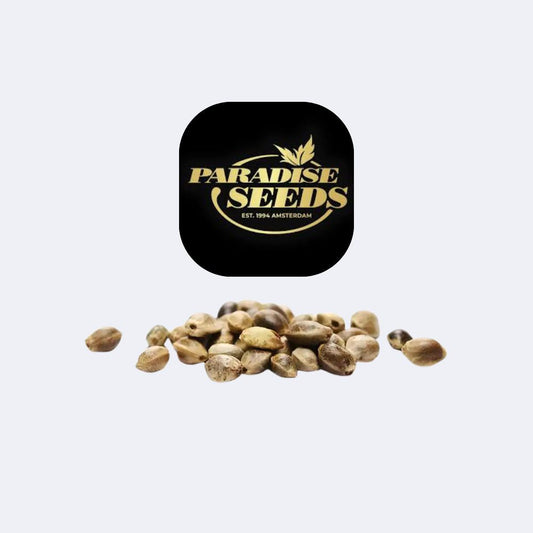 Atomical Haze Feminisiert