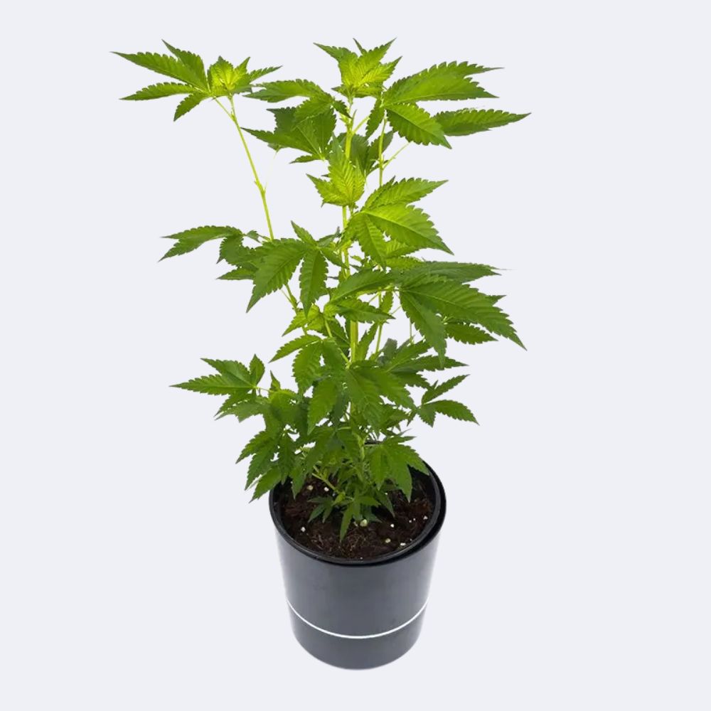 Jack Herer