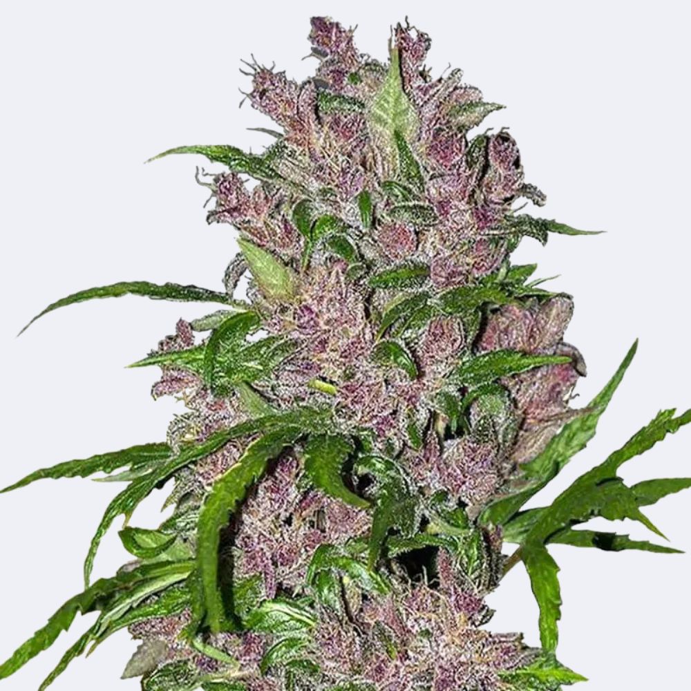 Purple Bud | Autoflowering