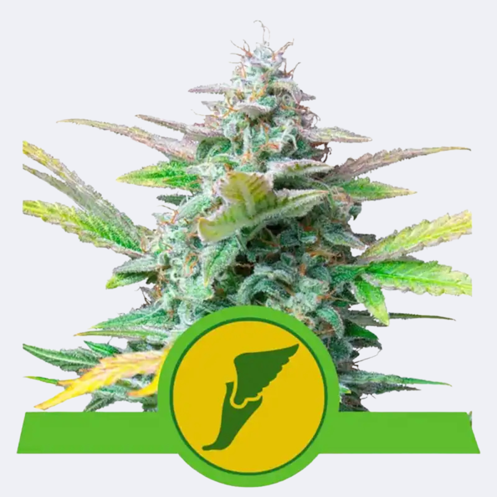 Quick One | Autoflowering