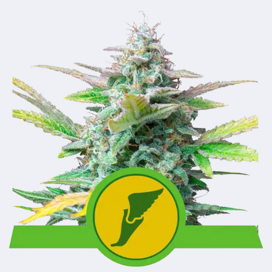 Quick One | Autoflowering