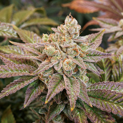 Kerosene Krash Steckling 17% THC