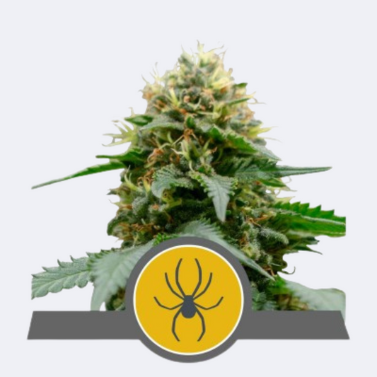 White Widow Regulär
