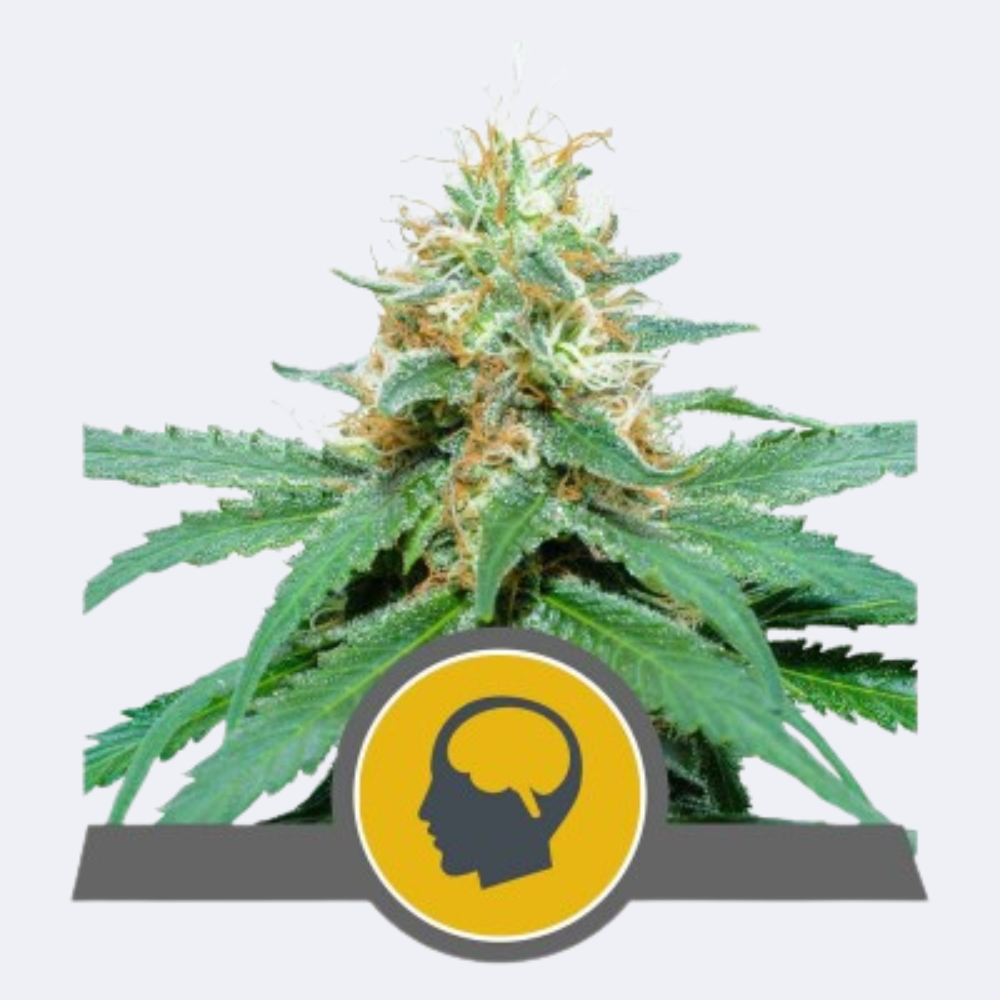 Amnesia Haze Regulär