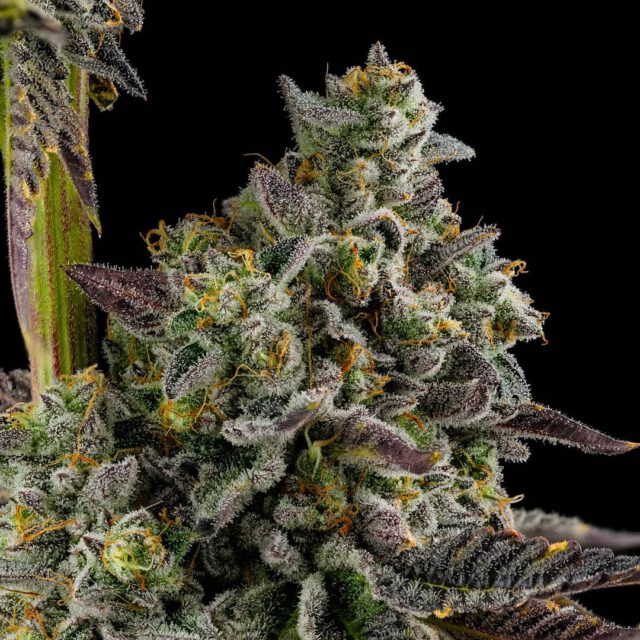 Kosher Kush Mystery Steckling 20% THC