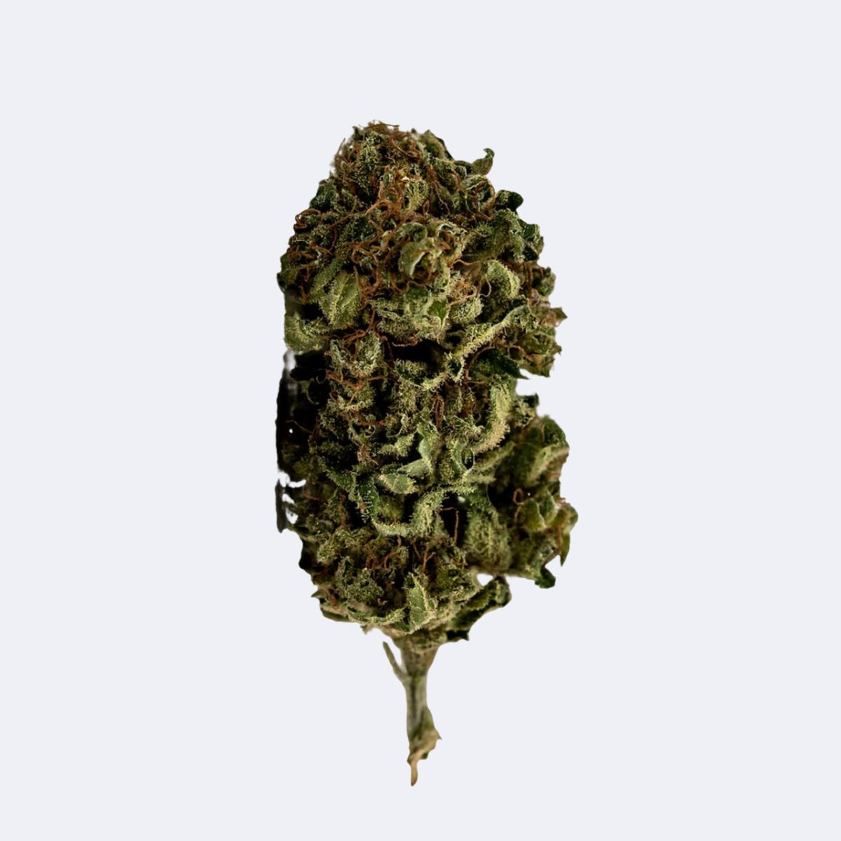 Lazy Jane | H4CBD Blüten