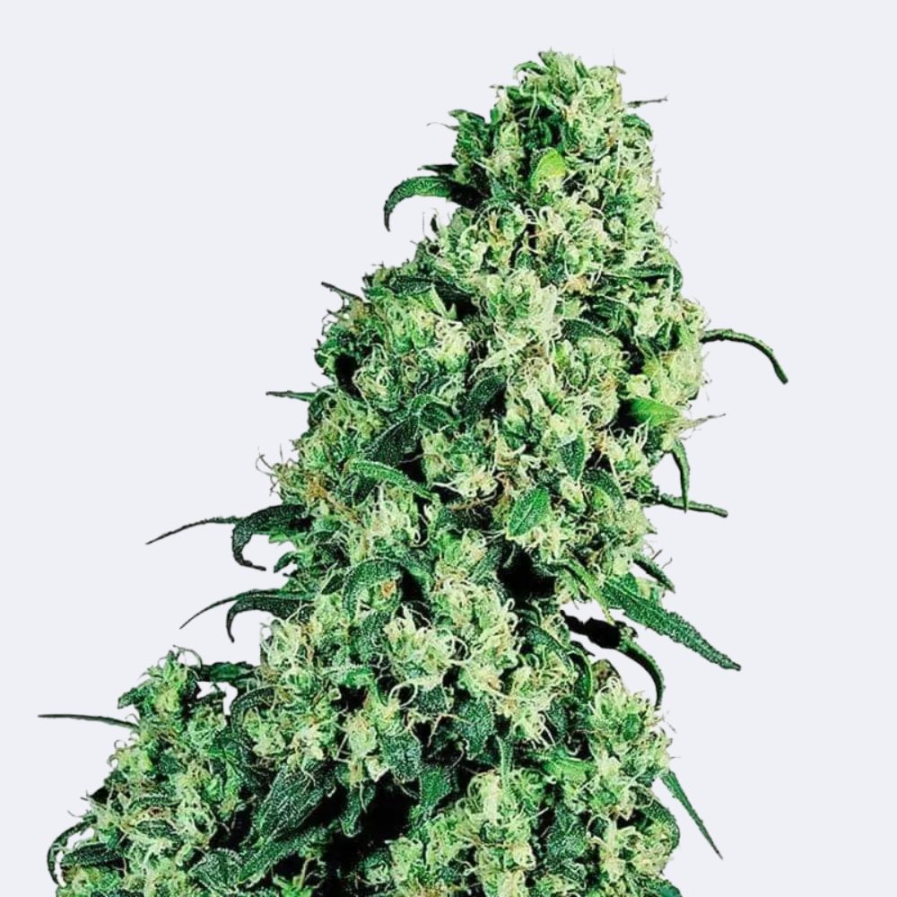 Skunk #1 | Feminisiert