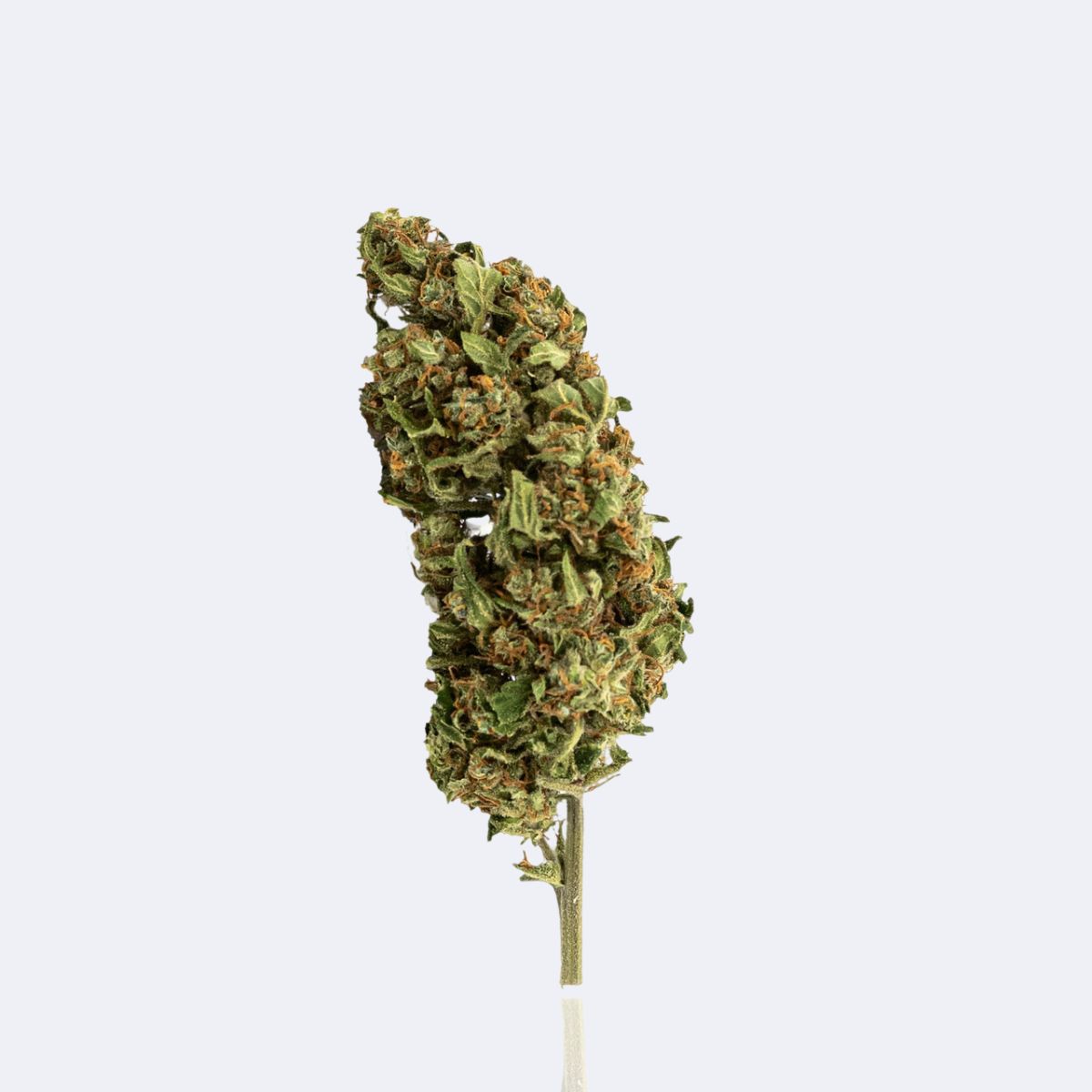 Mango Haze | CBD Blüten