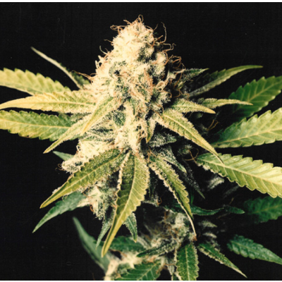 Shark Shock Regulär