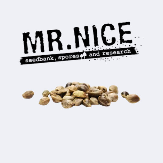 Early Queen Regulär