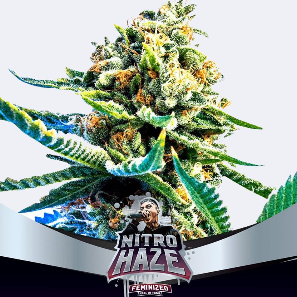 Nitro Haze Feminisiert