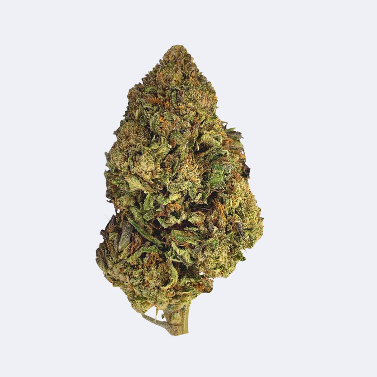 Northern Light | CBD Blüten