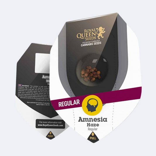 Amnesia Haze Regulär