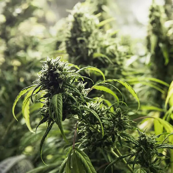 Painkiller XL CBD | Feminisiert