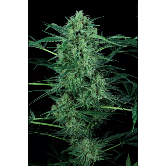 CBD Nebula I:I Feminisiert