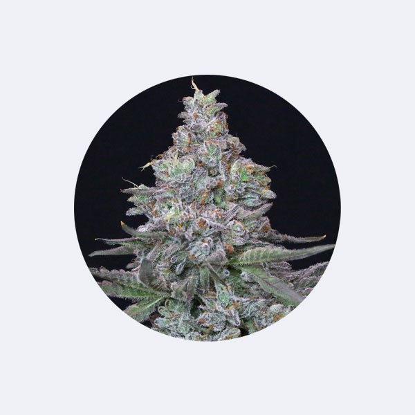 Cali Genetics "Animal Mints" - Feminized - 3 Stck.