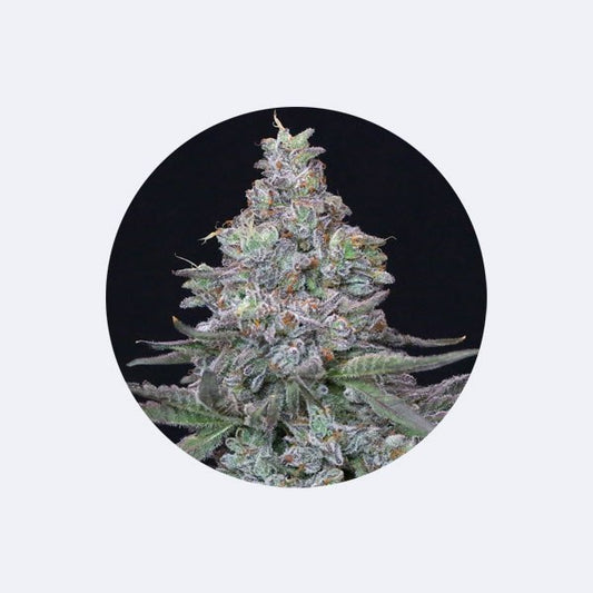 Cali Genetics "Animal Mints" - Feminized - 3 Stck.