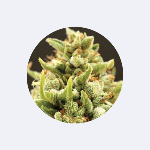 Cali Genetics "Banana Kush" - Feminized - 3 Stck.