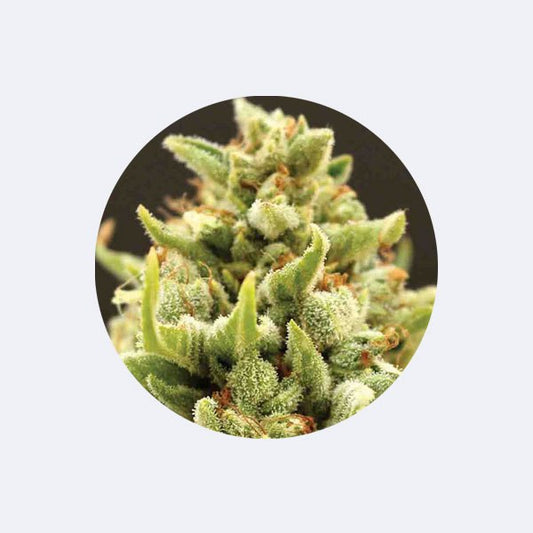 Cali Genetics "Banana Kush" - Feminized - 3 Stck.