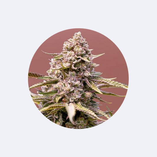 Cali Genetics "Biscotti" - Feminized - 3 Stck.