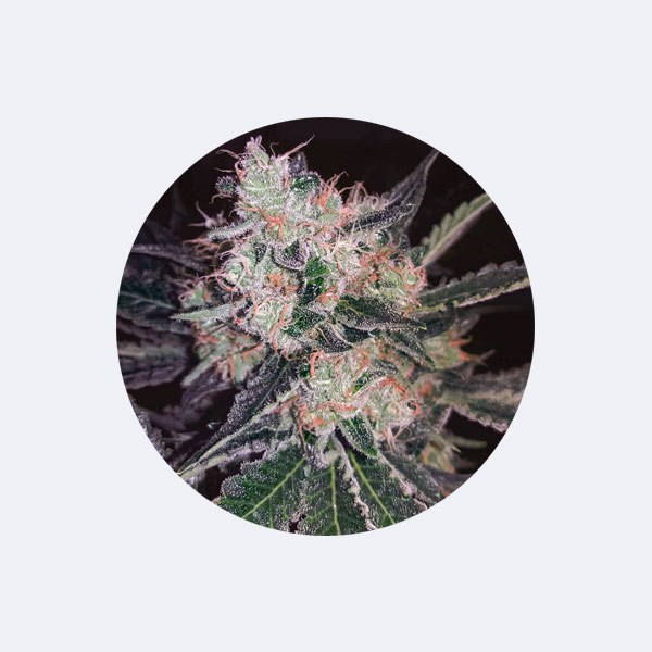 Cannabissamen "Black Widow" - Feminized - 3 Stck.