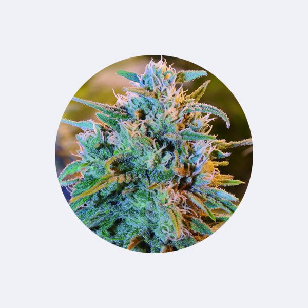 Cali Genetics "Blue Dream" - Feminized - 3 Stck.