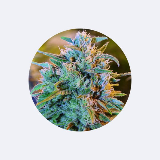 Cali Genetics "Blue Dream" - Feminized - 3 Stck.