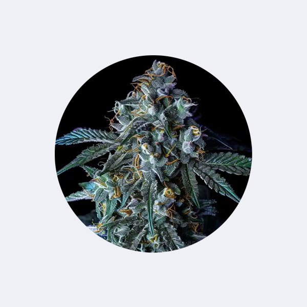 Cali Genetics "Blue Zushi" - Feminized - 3 Stck.