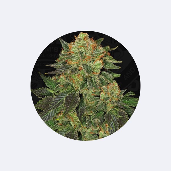 Cannabissamen "Bubblegum" - Feminized - 3 Stck.