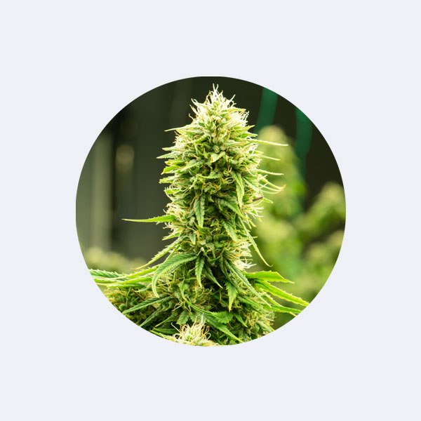 Cali Genetics "Candy Rain" - Feminized - 3 Stck.