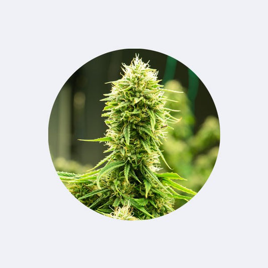 Cali Genetics "Candy Rain" - Feminized - 3 Stck.