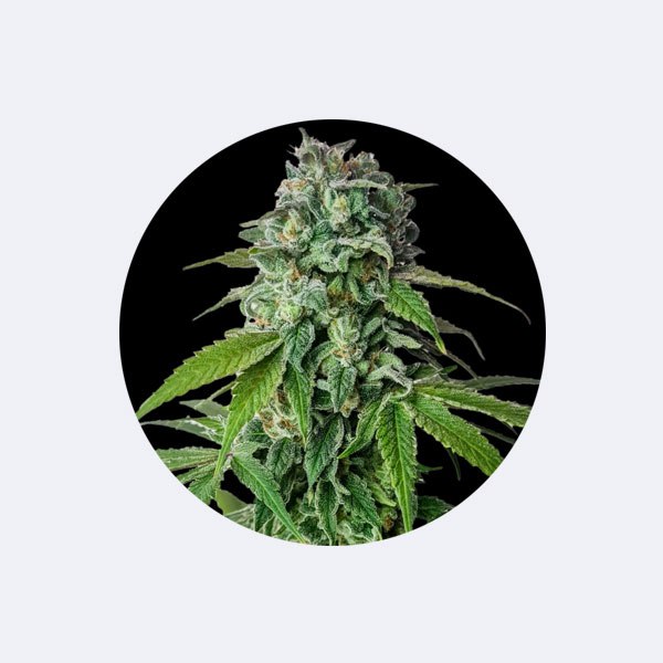 Cali Genetics "Cherry Pie" - Feminized - 3 Stck.