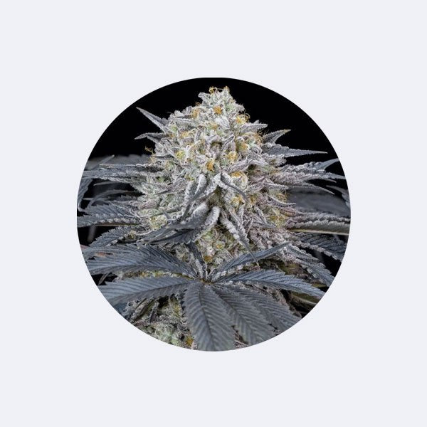 Cali Genetics "Cherry Runtz" - Feminized - 3 Stck.