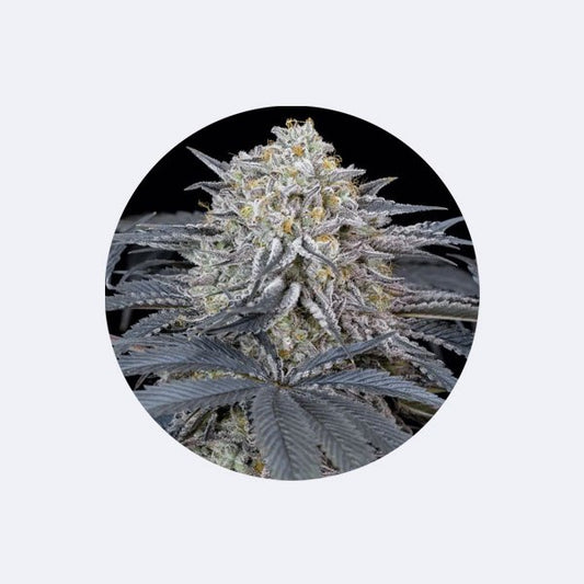 Cali Genetics "Cherry Runtz" - Feminized - 3 Stck.