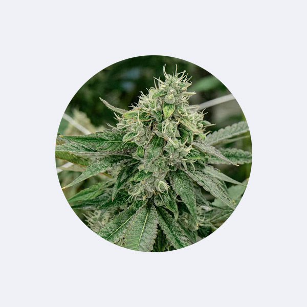 Cannabissamen "Crescendo" - Feminized - 3 Stck.