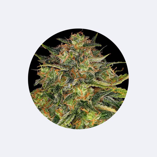 Cannabissamen "Cheese" - Feminized - 3 Stck.